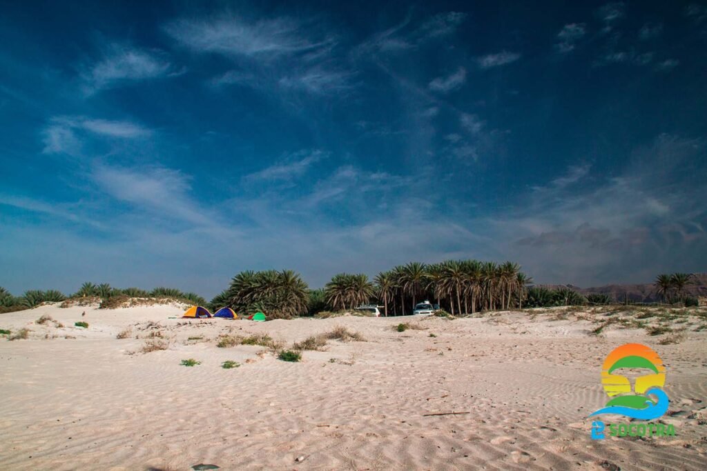 Aomak Beach - Socotra Aomak Beach-Palm tree - Camp - Cars - Socotra