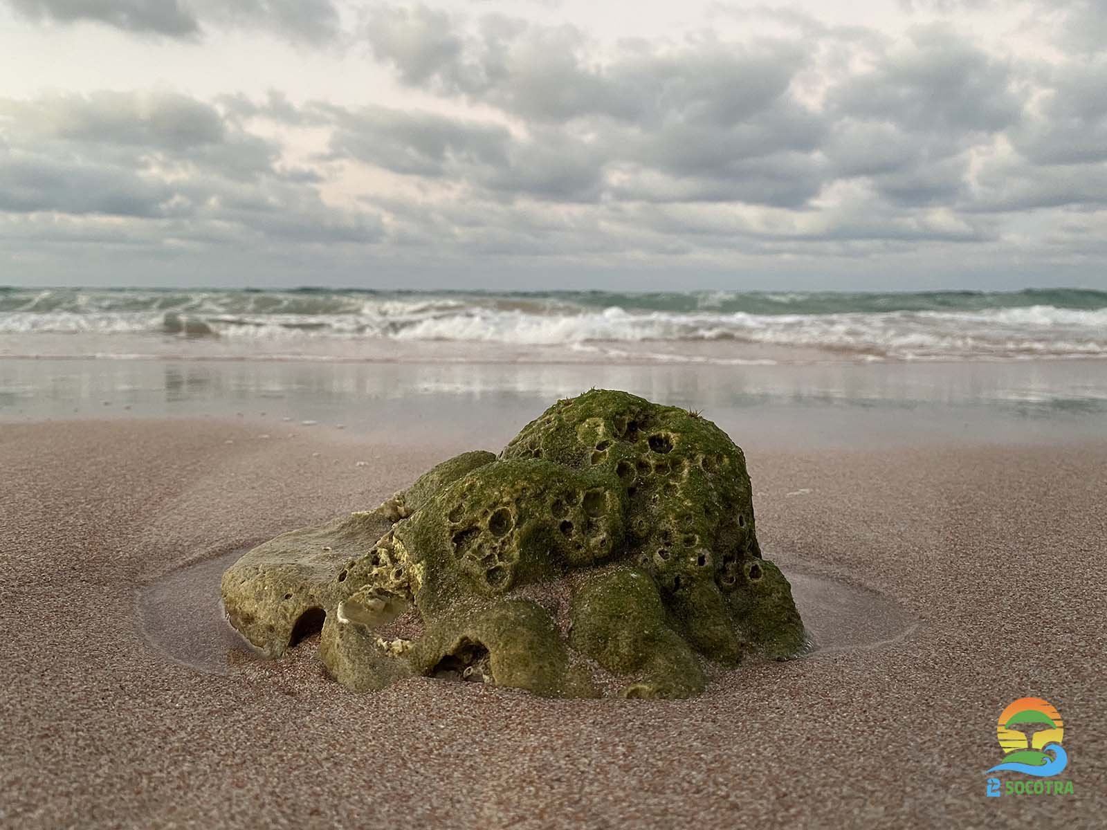 Coral Reef, sea beach Socotra Island