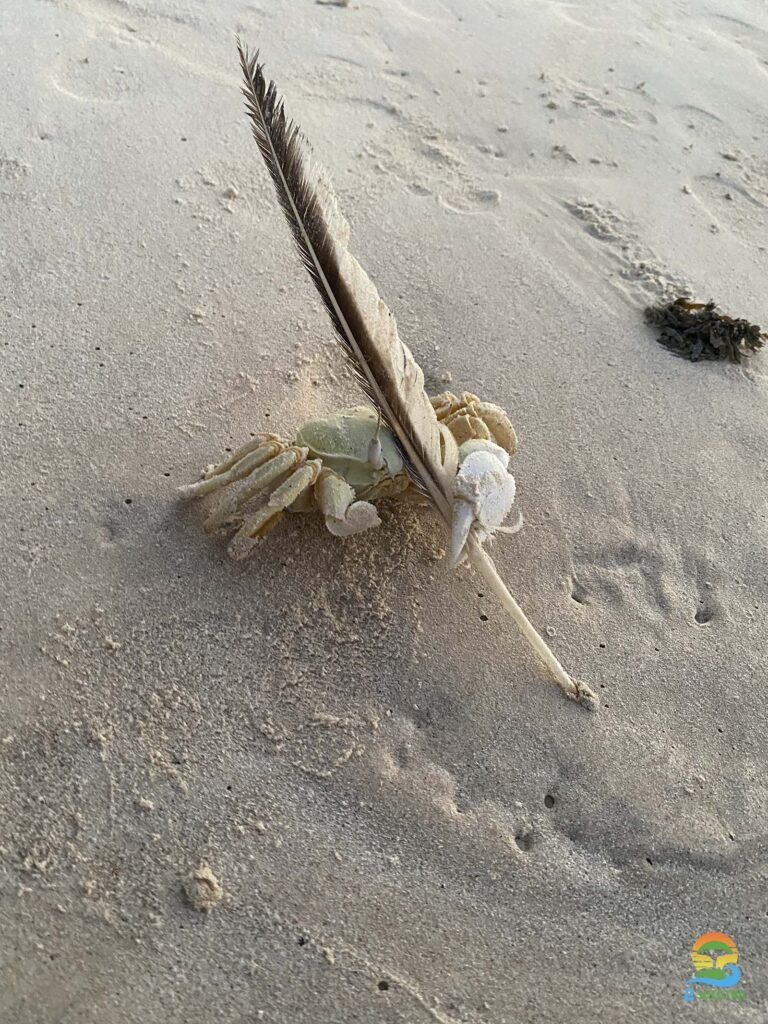 Crab socotra island Crab City - Socotra