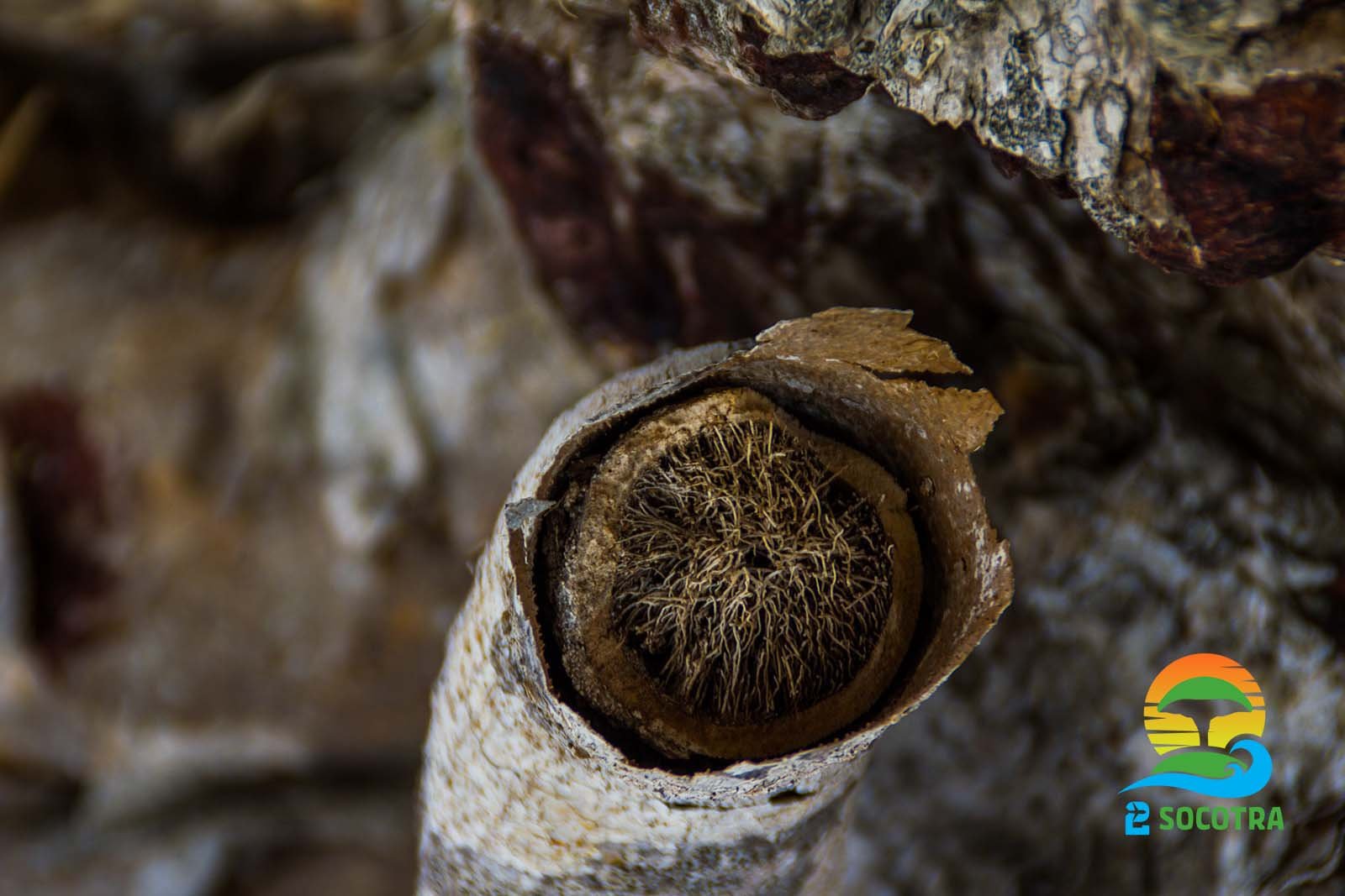 Cross section of of Dragon’s blood tree dead trunk , Diksam plateau, Socotra Island