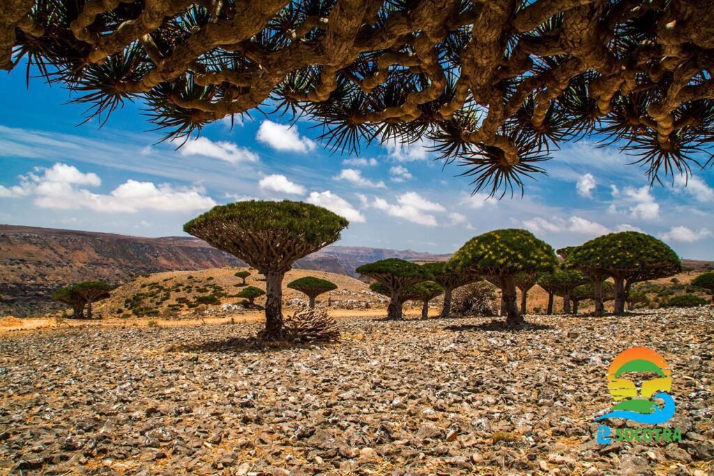 Dixsam Plateau Dragon’s blood trees - Socotra Dixsam Plateau Dragon’s blood trees - Socotra
