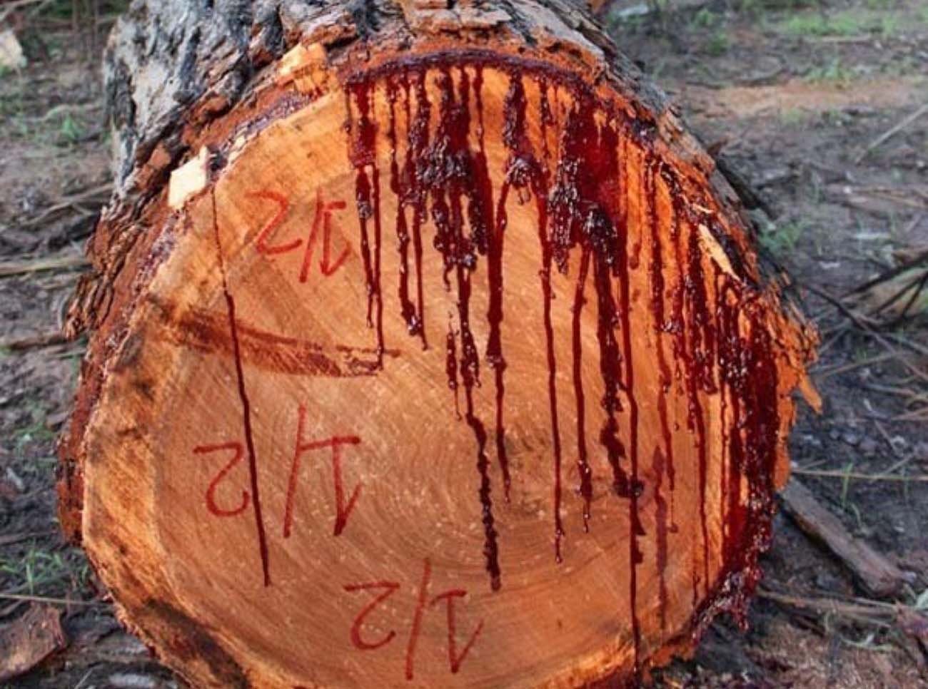 Dragon’s blood trees, Red liquid Cross-section Diksam plateau, Socotra Island