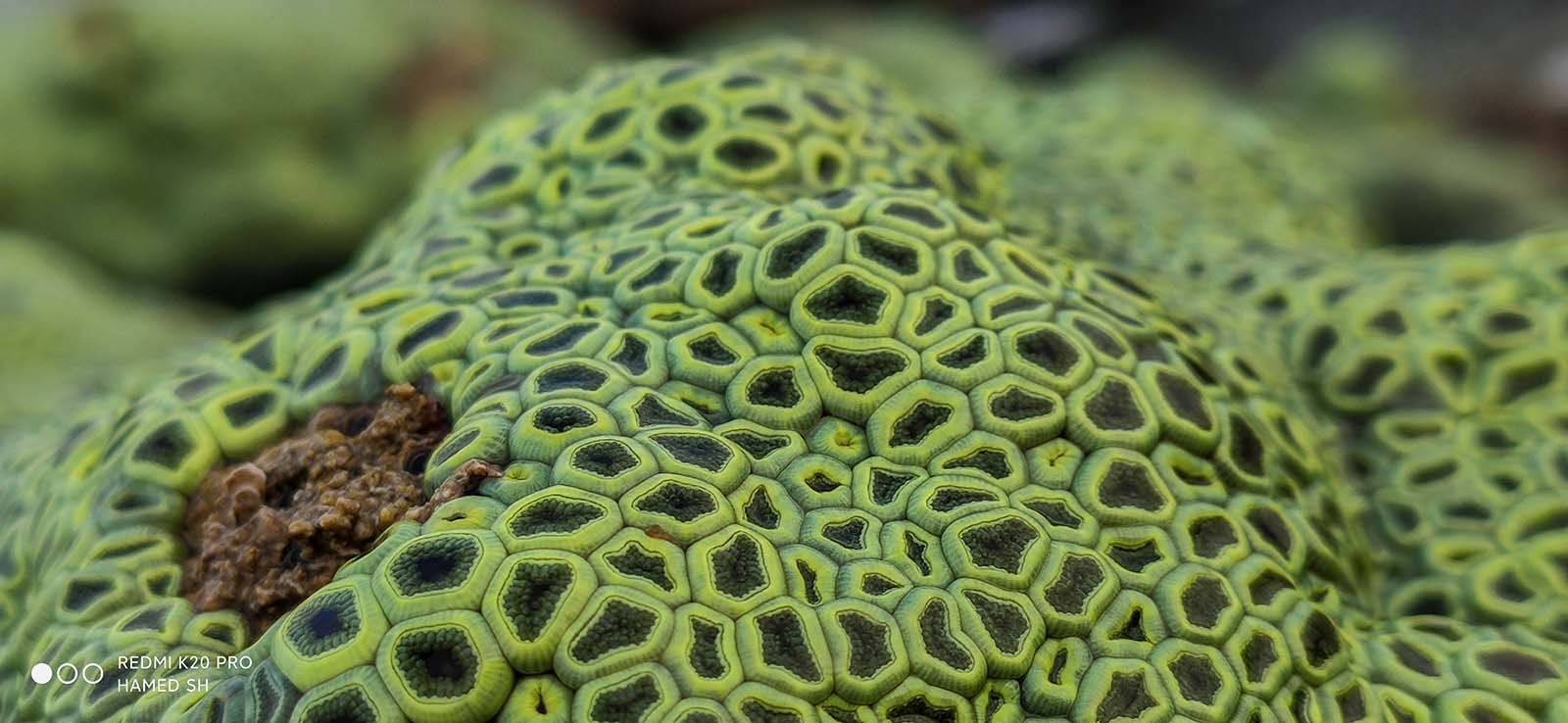 Green Coral Reef, Dihamri Marine Protected Area, Socotra Island