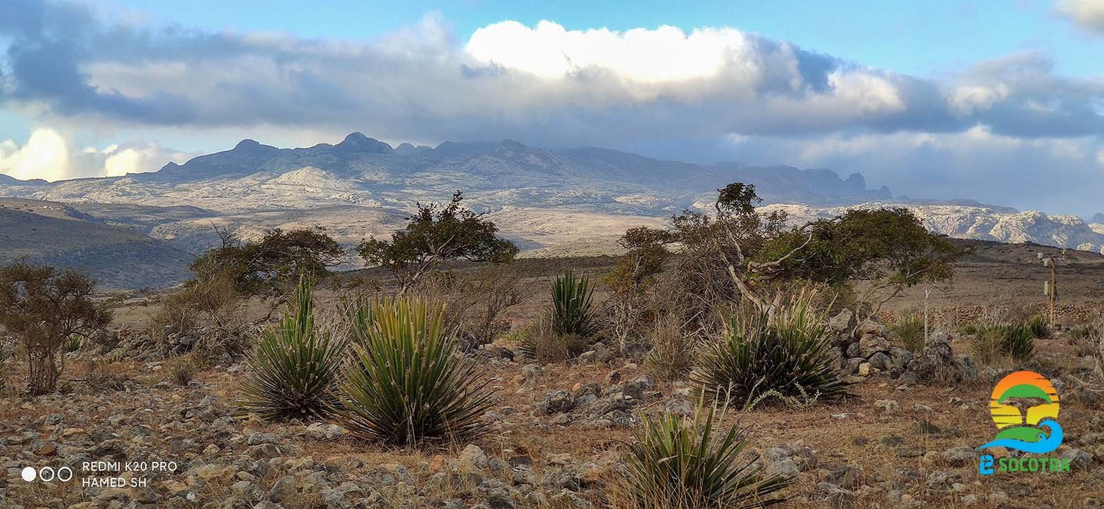 Small babies of Dragon’s blood tree, Diksam plateau, Socotra Island