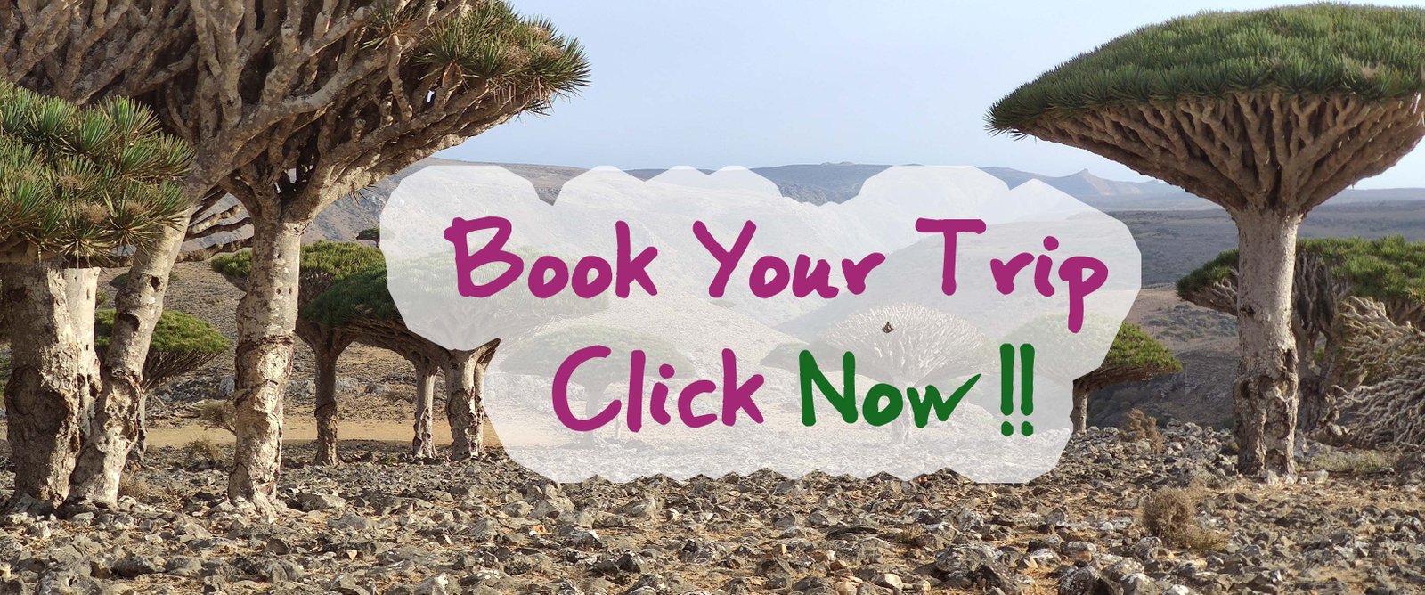 book your trip to socotra dragon tree book your trip to socotra dragon tree